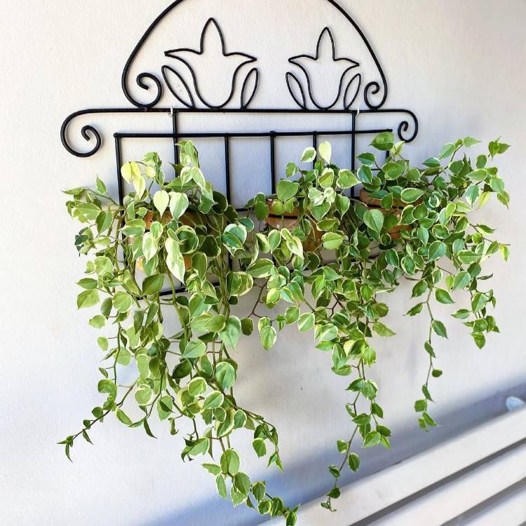 Uma planta pendente com folhas verdes e variegadas em um vaso de madeira, suspensa por um **suporte de ferro preto decorado**. Os ramos caem elegantemente, criando uma atmosfera delicada e natural em uma parede clara.