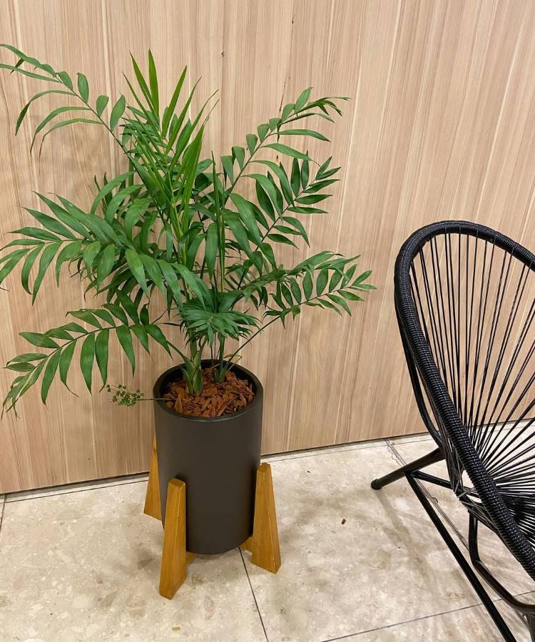 Uma **palmeira-ráfis** exuberante em um vaso cinza escuro com suporte de madeira, posicionada em um ambiente com painel de madeira na parede e piso claro. Ao lado, uma cadeira preta de design moderno, criando um espaço com **toque natural e contemporâneo**.