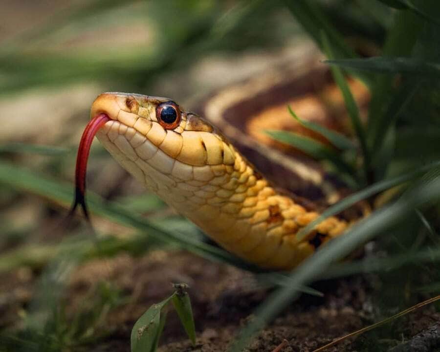 O Que Fazer Ao Encontrar Uma Cobra: Não Se Torne Um Caçador 83 Água fresca! linda imagem de cobra jararaca tomando água - Fotos do Canva