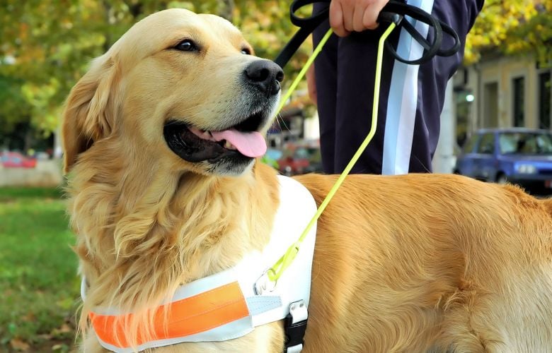 O papel silencioso dos animais que apoiam a saude humana Divulgacao CEUB