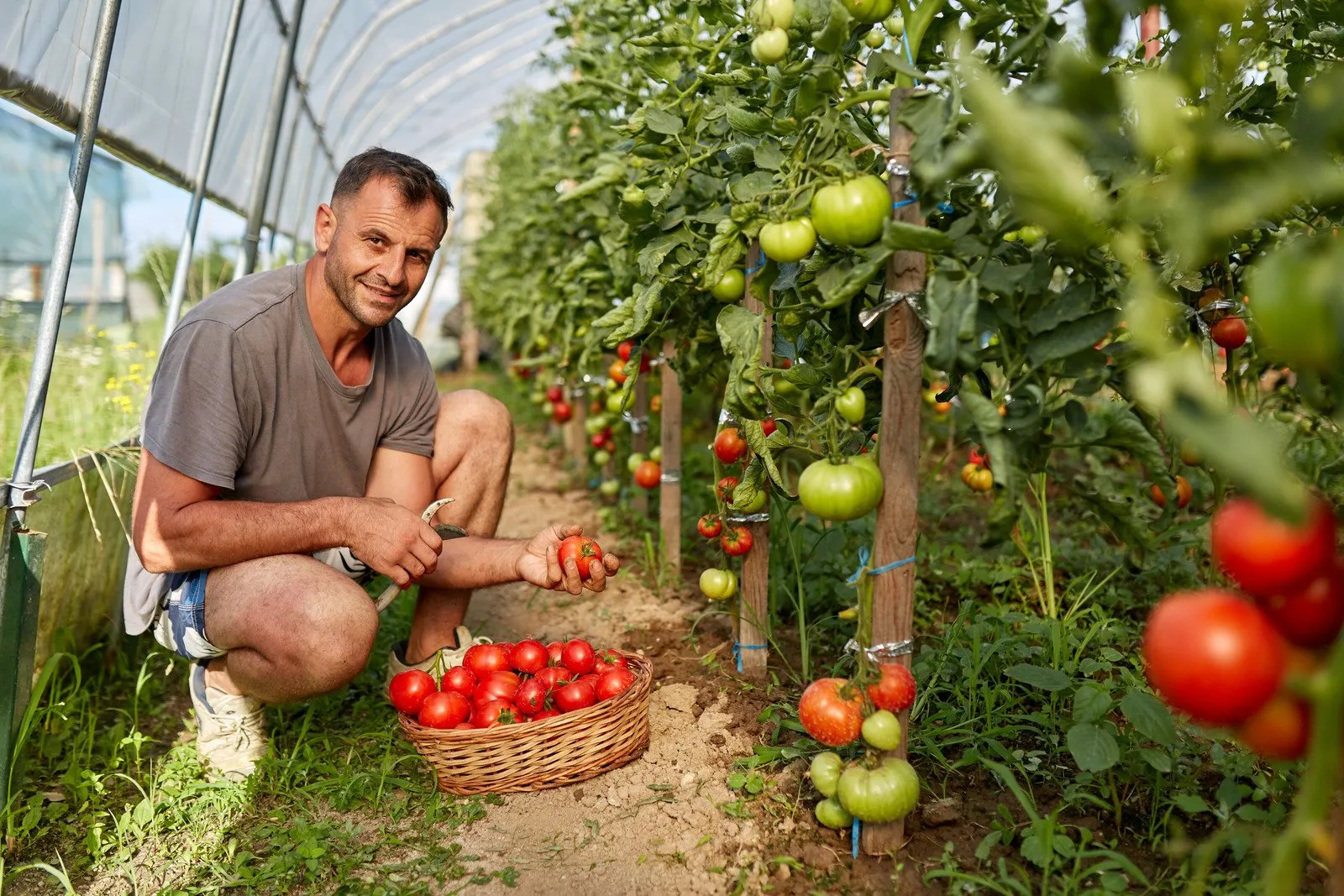 Programa Agroamigo Amplia Crédito Para Pequenos Produtores 85 Agricultor colhendo tomates - Fotos do Canva1