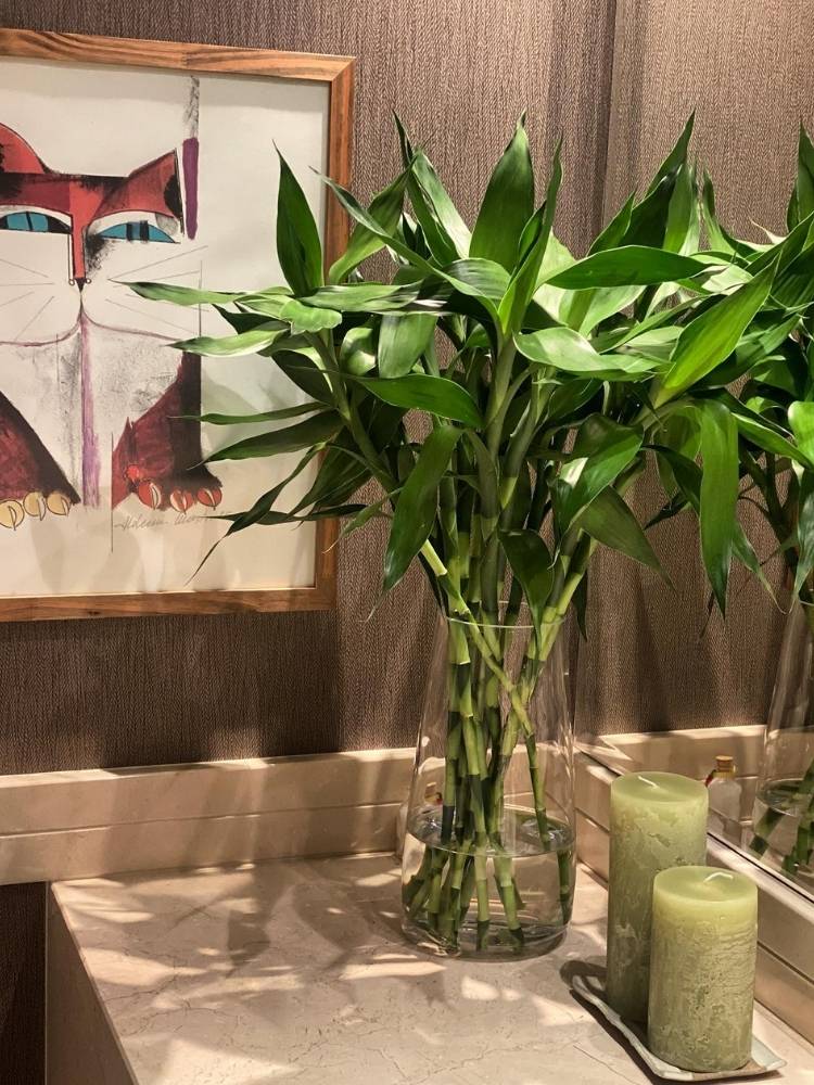 Vaso de vidro com bambu da sorte em água em canto com quadro, espelho e velas