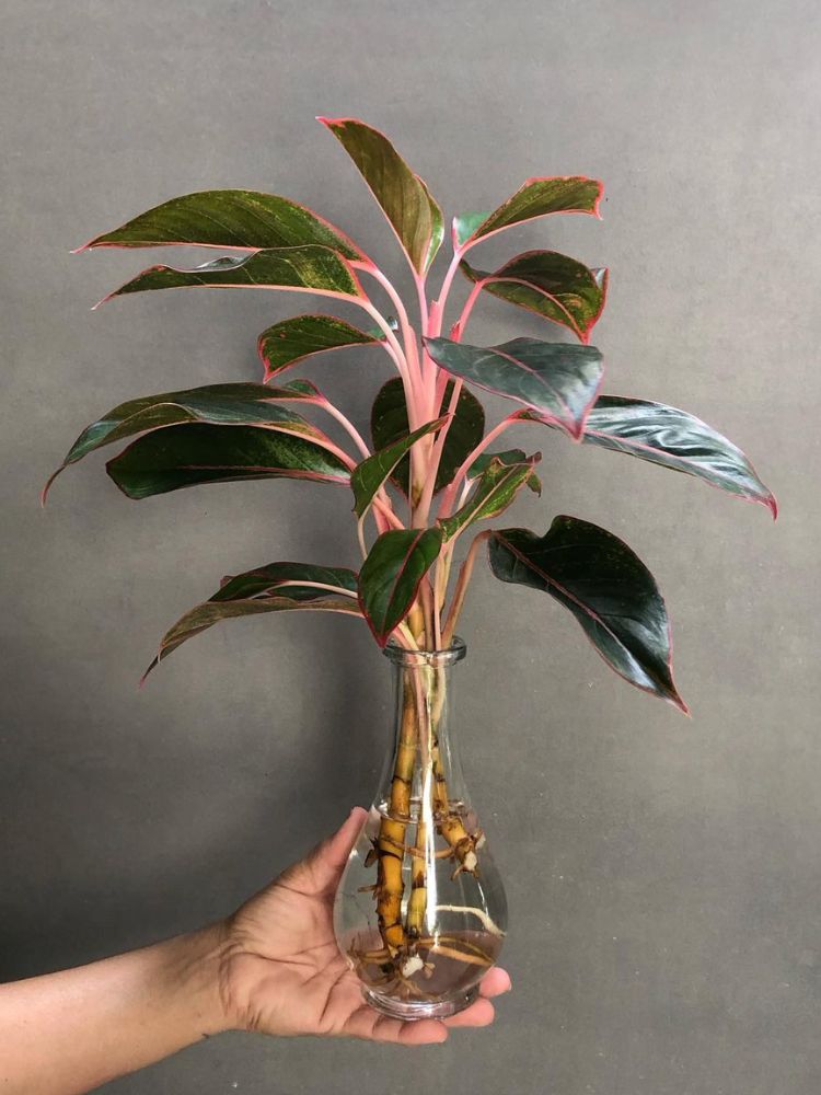 Mão de pele clara segurando vaso de vidro de aglaonema na água