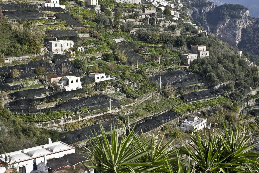 54742331547_D1208Aa7Cb_K limoeiros costa amalfitana terraços agricolas italia