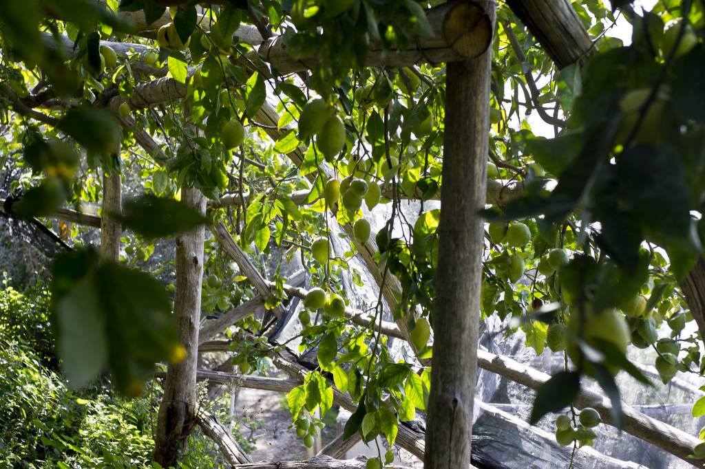 54742332912_059Ad2F0Da_K limoeiros costa amalfitana terraços agricolas italia