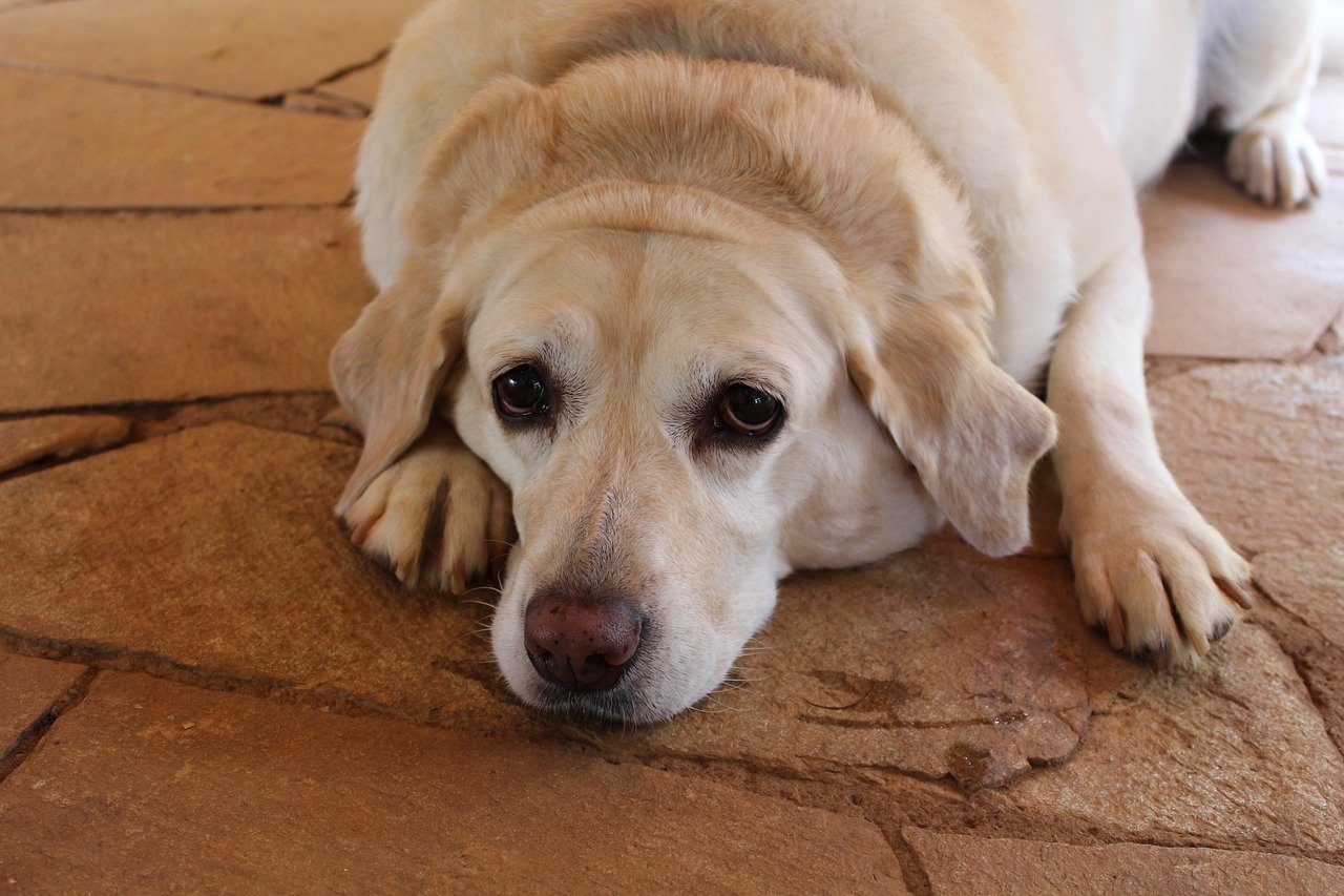 Diabetes em pets exige atencao redobrada a alimentacao e ao sobrepeso Pixabay 1