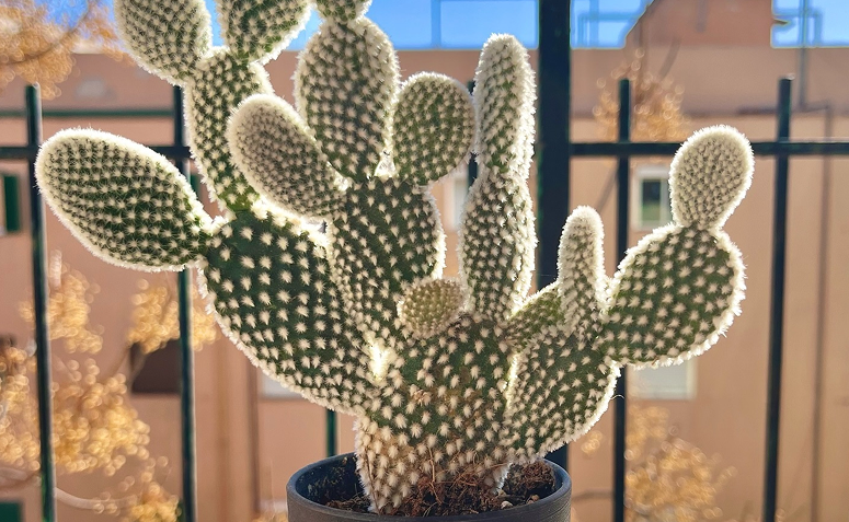 Foto de cactos dentro de casa 04 1 - 4