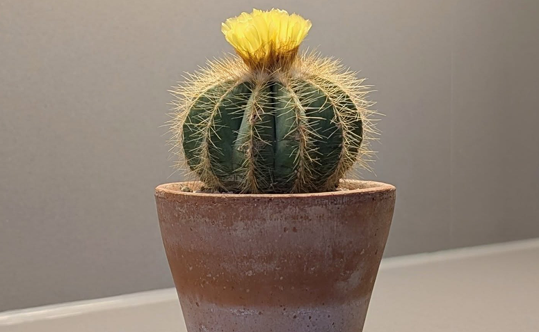 Foto de cactos dentro de casa 04 - 5