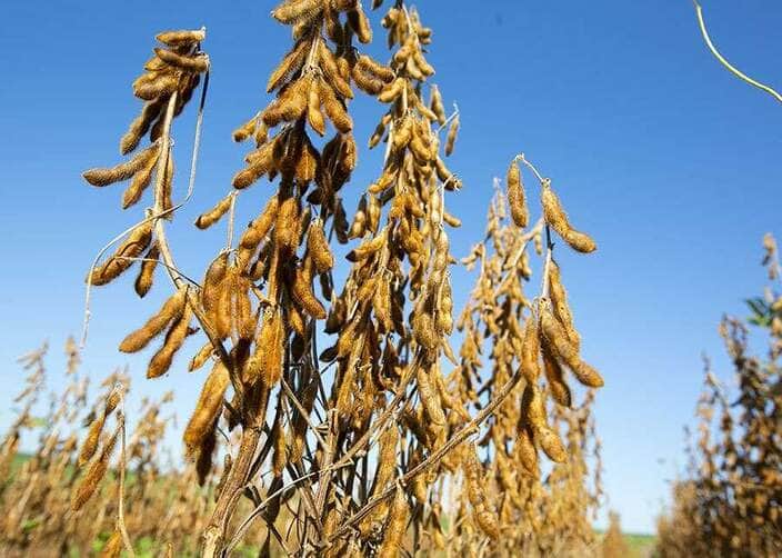 Preço Da Soja No Brasil Hoje: Análise Completa E Tendências De Mercado 85 soja madura vagens