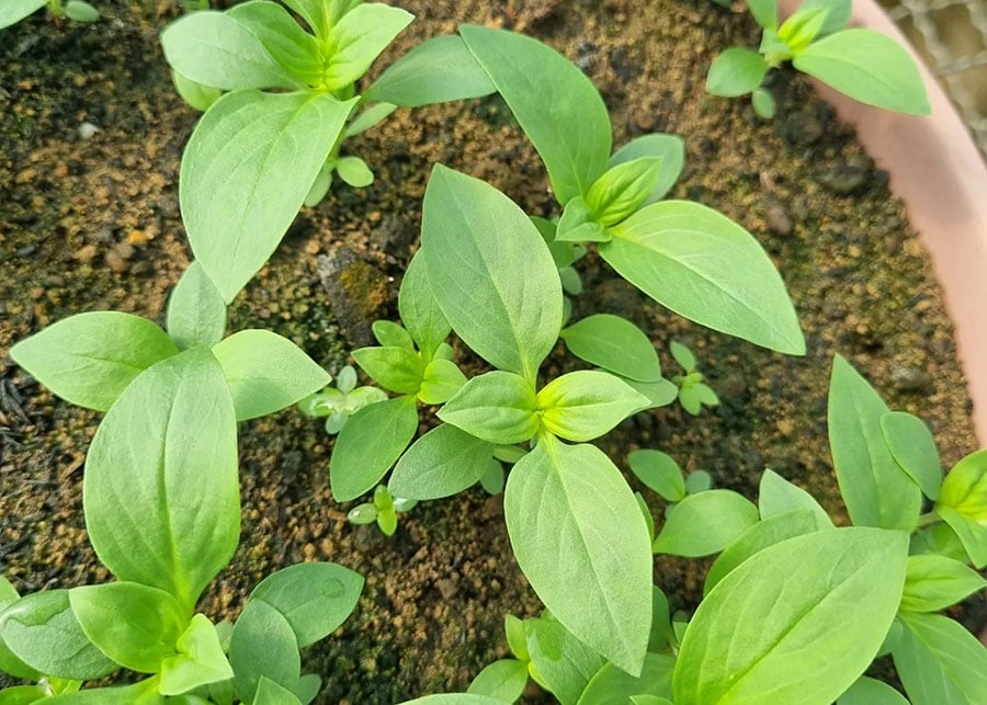 Especialistas Orientam Como Controlar Planta Daninha Que Afeta Recursos De Soja E Milho 85 250902 ManejoVassourinha de botao Fernanda Ikeda