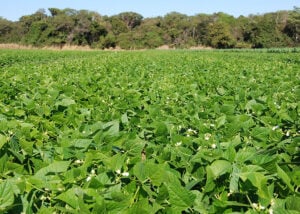 Pequenas Lavouras De Feijão São Maioria No Brasil, Mas As Grandes Produções A Maior Parte 84 250902 RetratoFeijaoBrasil Sebastiao Araujo lavoura