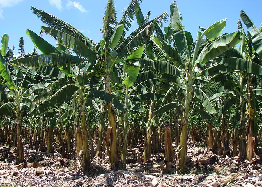 Duas Cultivares Da Embrapa São Resistentes Às Doenças Mais Graves Do Mundo Das Bananeiras 82 250826 BananasResistentes Platina2 LeaCunha