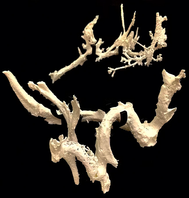 0809–Tiranossauro-Rex-Layout_Site1 Modelos impressos em 3D das estruturas vasculares encontradas na costela de Scotty.