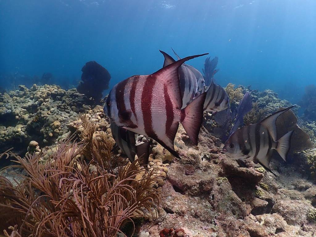Peixe-Enxada peixe-enxada