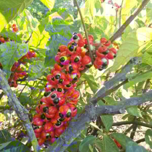 guarana
