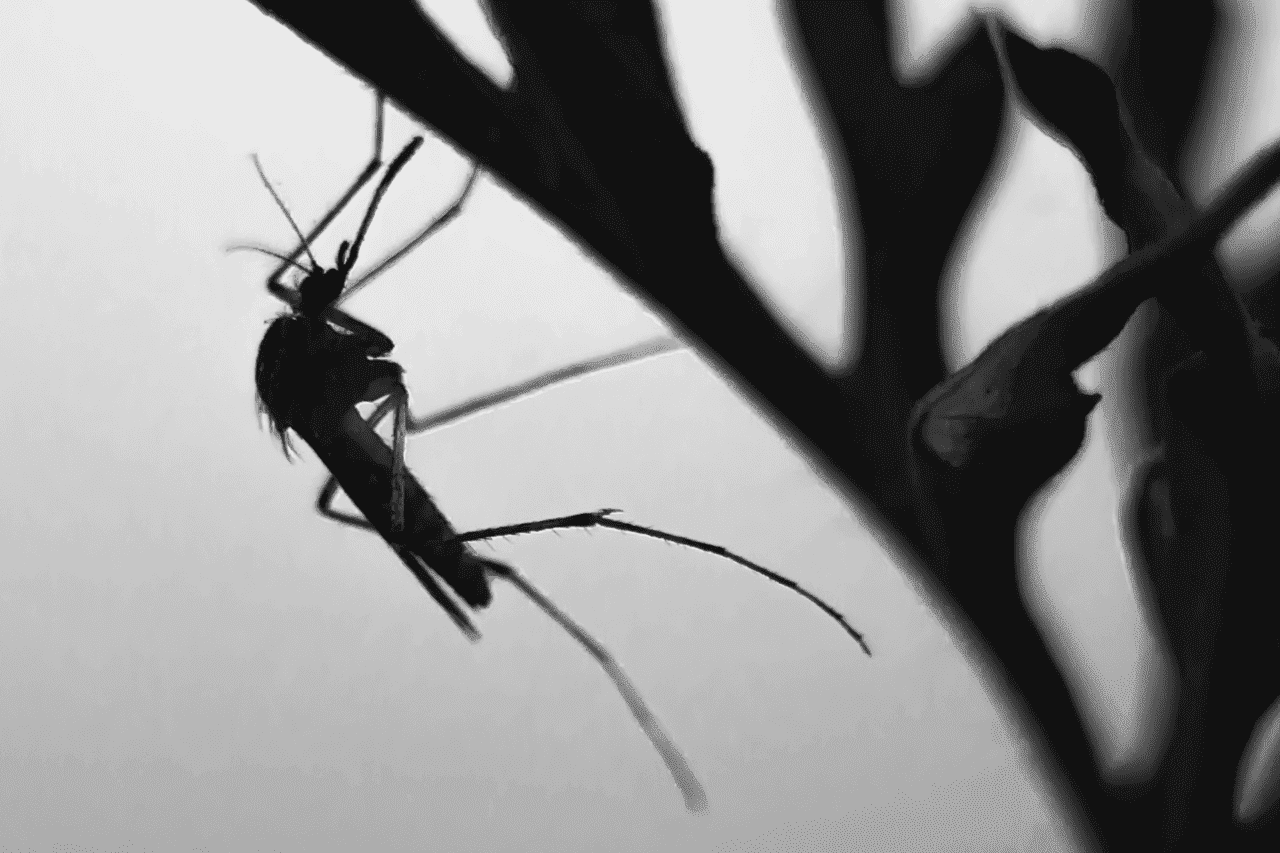 Pensão Vírus Zika: Veja Quem Tem Direito E Como Funciona O Benefício 84 Relembre a epidemia de Zika no Brasil
