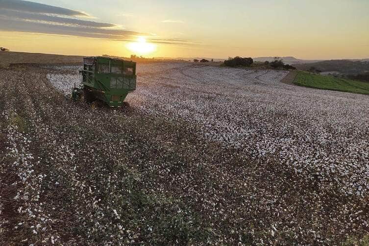 Mato Grosso No Fio Da História: Pluma Ganha Força E Produtividade Surpreende Em 24/25 82 “Entre chuvas atípicas e custos altos, o algodão de MT floresce como nunca”
