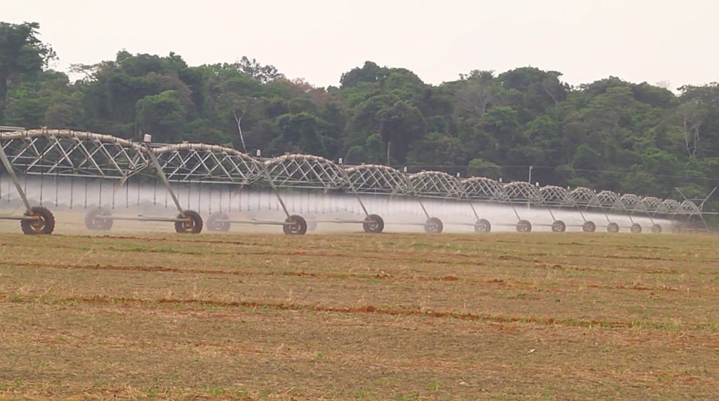 Mais-Milho-Irrigacao-Soja-Foto-Pedro-Silvestre-Canal-Rural-Mato-Grosso-1024X572-1 Mais milho irrigação soja foto pedro silvestre canal rural mato grosso