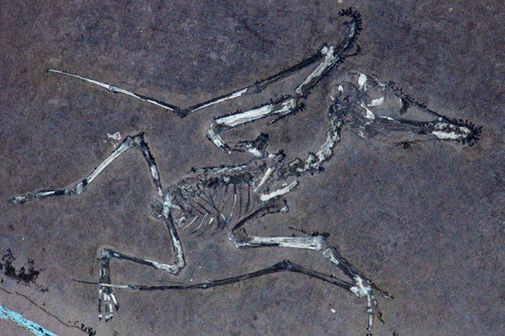 Fotografia Lucky II, outro filhote de Pterodactylus, preservado como parte e parte de sua contraparte sob luz UV. Assim como o outro indivíduo, ele tem uma asa fraturada, o que nos fornece uma visão rara de como até mesmo os pterossauros mais jovens sofreram ferimentos.