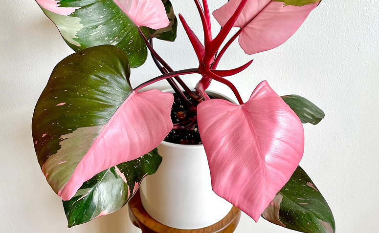 Foto de plantas com folhas rosas 03 - 3