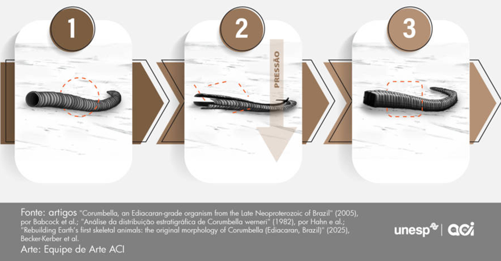 2109-Espécies-Layout_Site2 Imagem de um infográfico que demonstra como as fissuras nessa casquinha calcária podem levar erroneamente à interpretação de que a Corumbella é quadrangular.