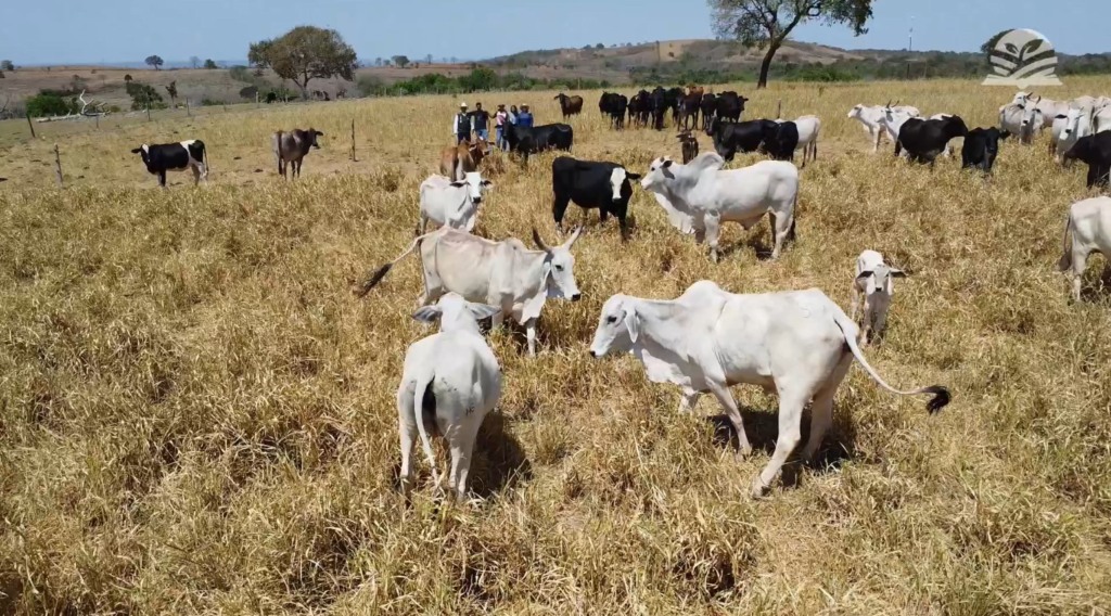 senar transforma ateg pecuaria foto israel baumann canal rural mato grosso2