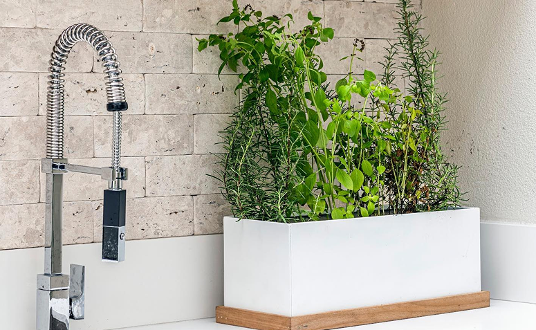 plantas repelentes cultivadas na cozinha