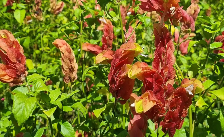 Foto de plantas que atraem beija flores e borboletas 06 - 3