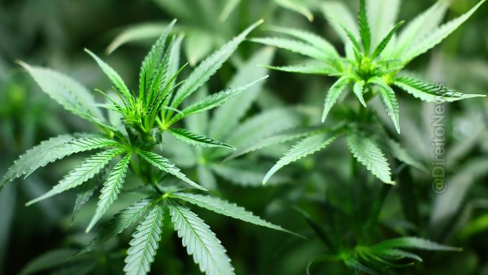 juiza cita atipicidade material absolve dono 166 pes maconha