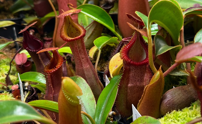 nepenthes, planta carnívora exótica que pode ser cultivada em casa