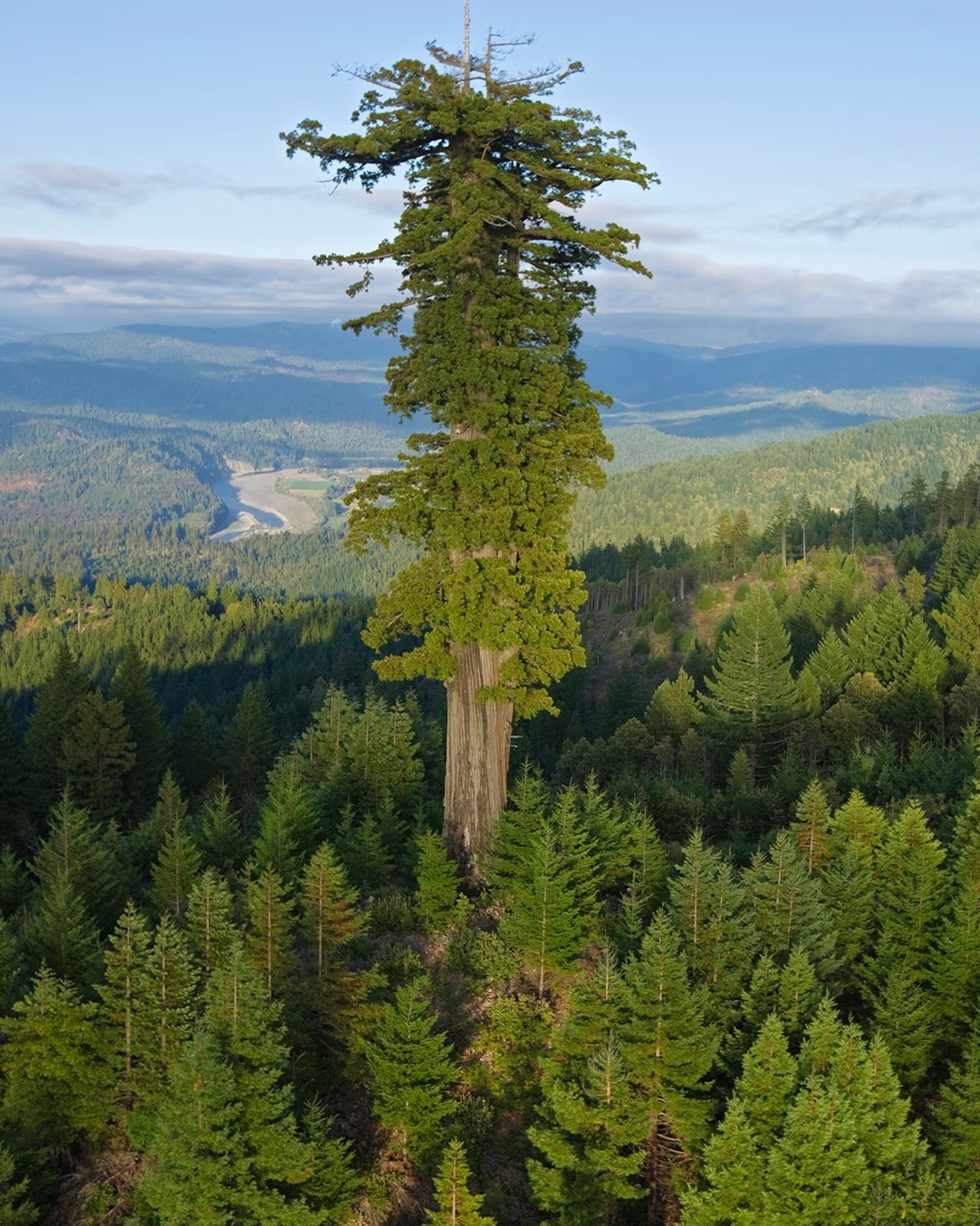 Hyperion, a árvore mais alta do mundo, uma sequoia de 115 metros na Califórnia.