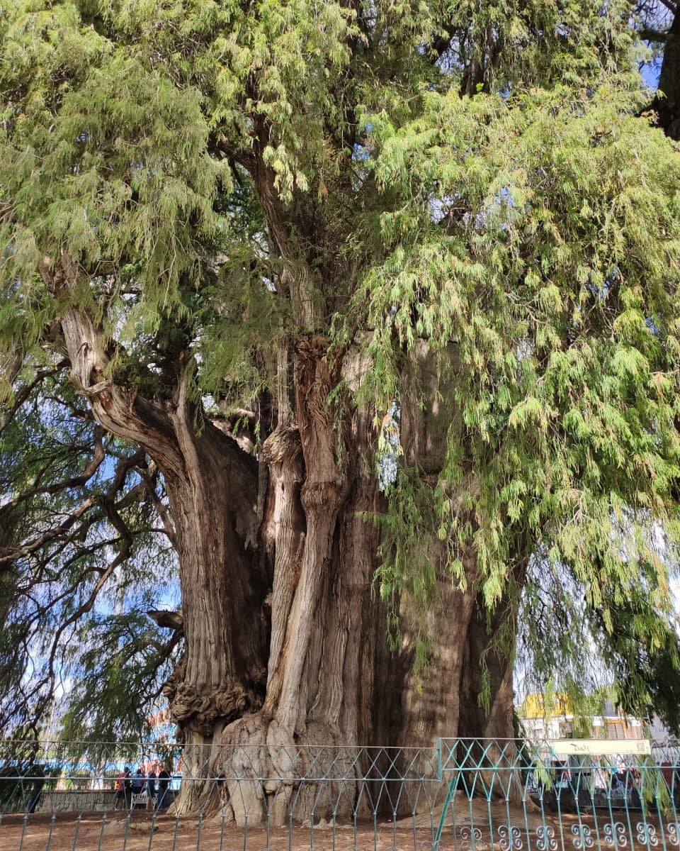Árvore de Tule no México, com o tronco mais largo do mundo.