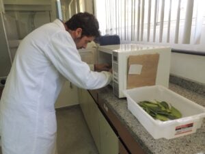 Erva mate preparo de amostras