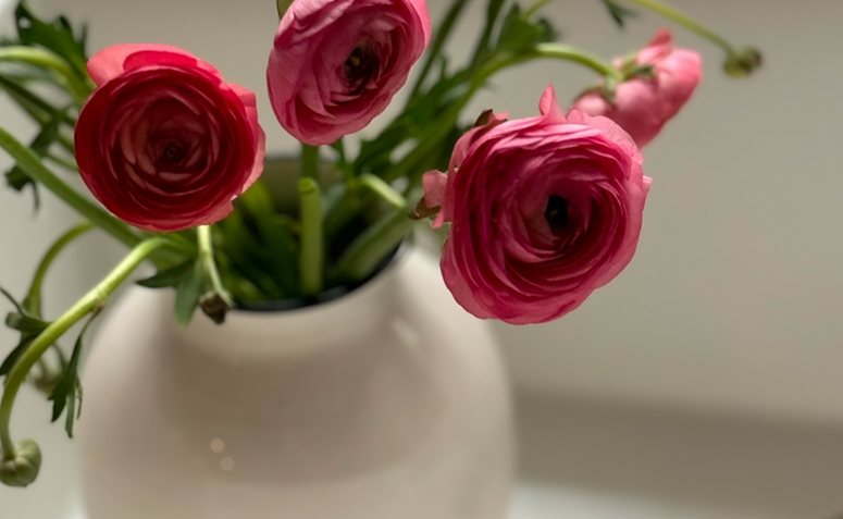 Vaso branco com flores de ranúnculo rosa em destaque, mostrando suas pétalas em camadas que lembram rosas em miniatura.