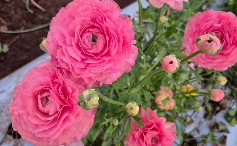Ranunculos cultivados em canteiro no jardim