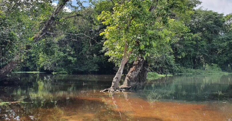 Trilha Da América Latina: Descubra A Maior Rota No Estado Do Pará 1 2025 word3
