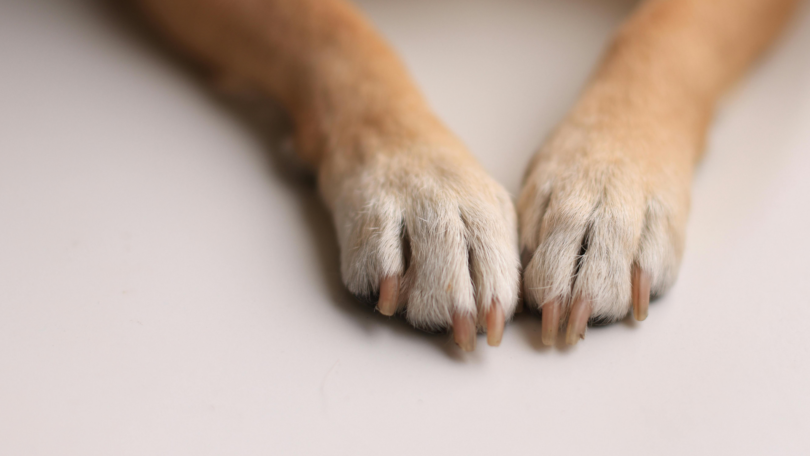 Polícia Investiga Caso De Maus-Tratos Após Cachorro Ser Encontrado Morto E Amarrado Em Árvore Em Sorriso 1 2025 word2