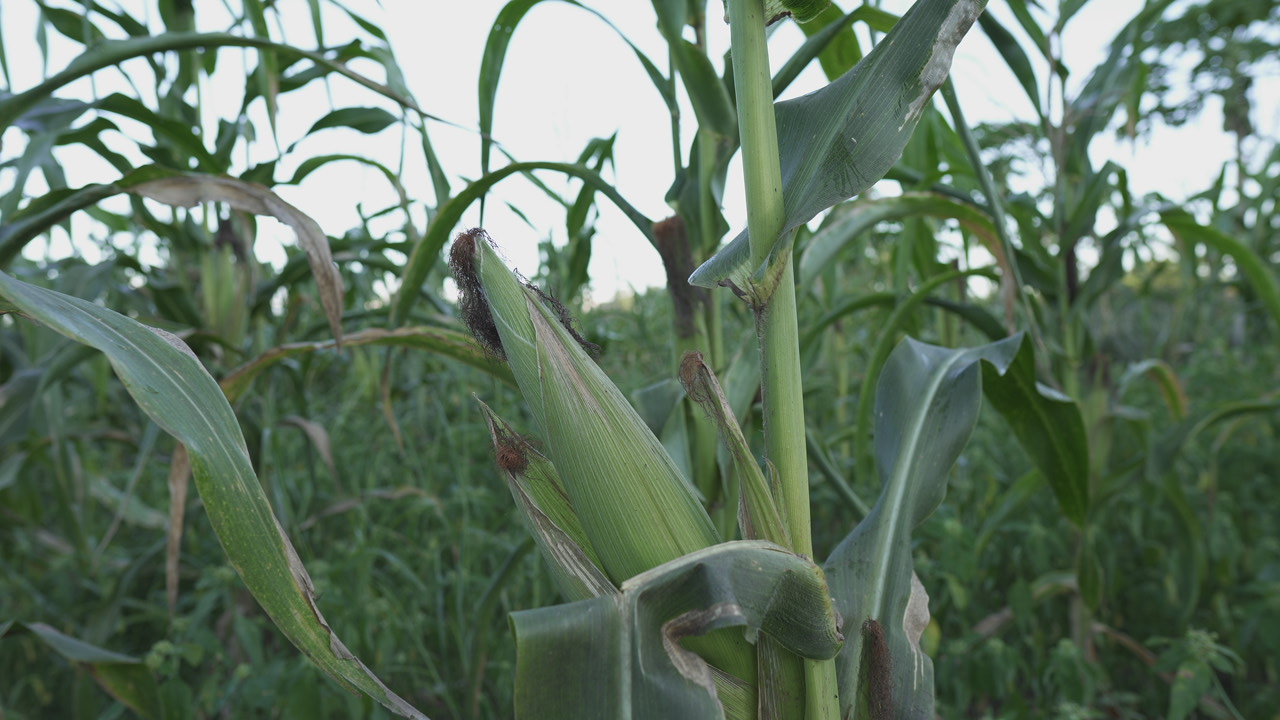 O-Cultivo-Do-Milho-E-Uma-Atividade-Dos-Produtores-Da-Regiao-De-Paranaita-Impulsionada-Por-Boas-Praticas-Agricolas-Orientadas-Pelas-Consultorias-Do-Sebrae 2025 word1