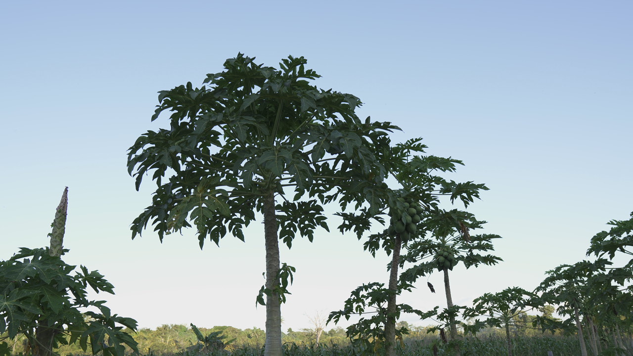 Plantacao-De-Mamoeiros-No-Sitio-Castanheira-Diversidade-Produtiva-E-Boas-Praticas-Agricolas-Impulsionadas-Com-O-Apoio-Do-Sebrae 2025 word1