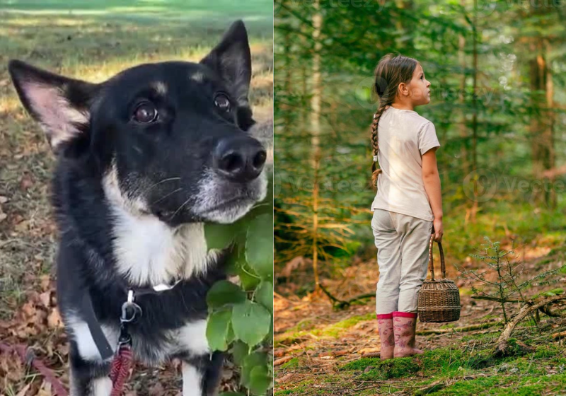 Voluntários E Cão Localizam Criança De 2 Anos Desaparecida Na Floresta: Resgate Bem-Sucedido 1 2025 word2