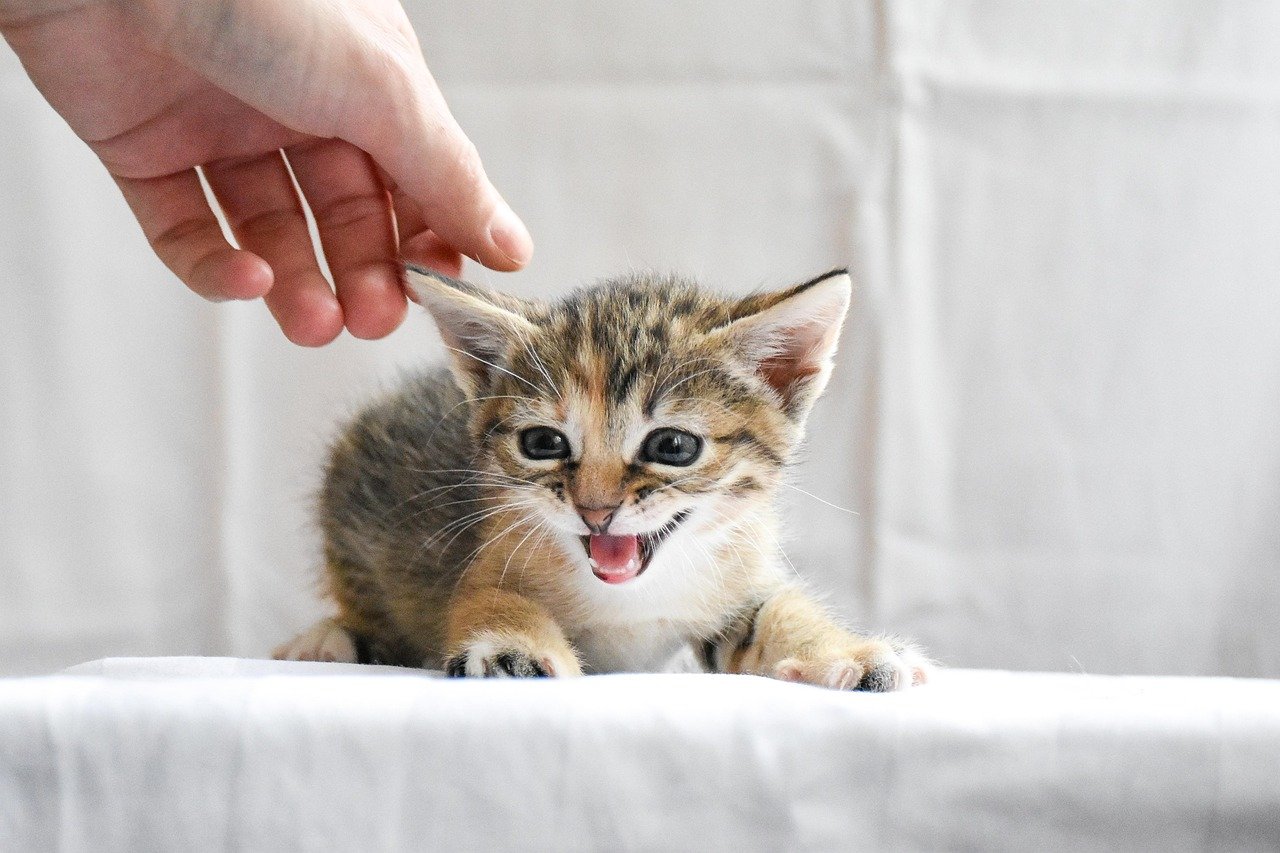 Estrategias eficazes para administrar medicamentos a caes e gatos Pixabay 2
