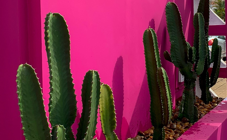Foto de plantas que precisam de pouca agua 02 - 2