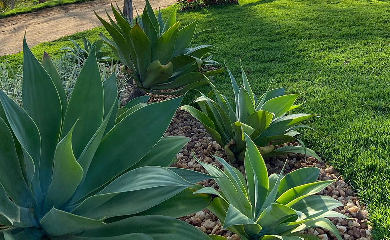 Foto de plantas que precisam de pouca agua 03 - 3
