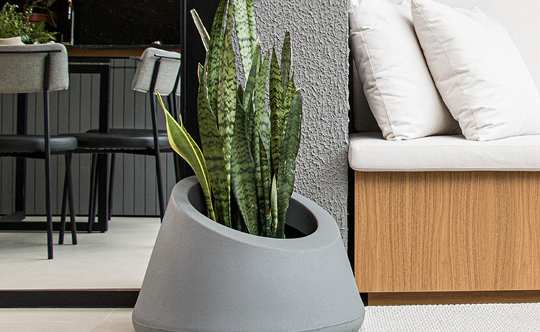Foto de plantas que precisam de pouca agua 04 - 4