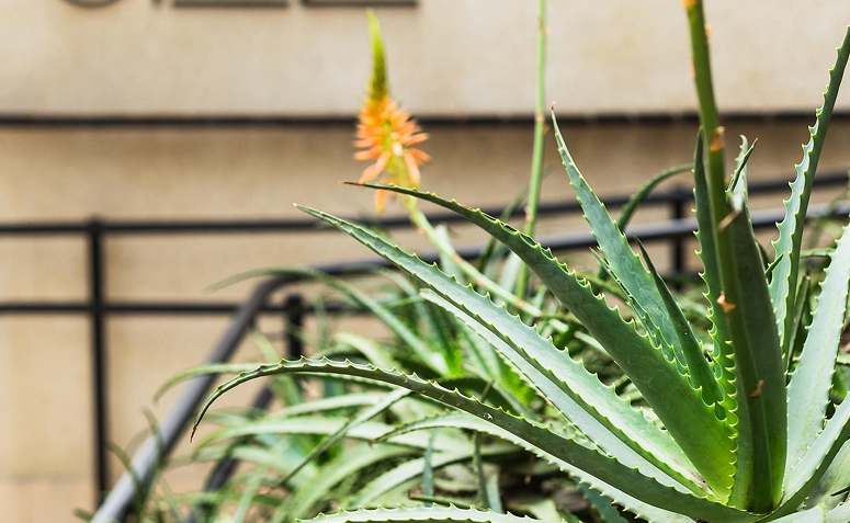 Foto de plantas que precisam de pouca agua 05 - 8