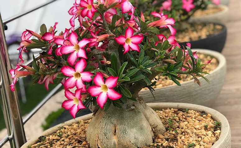 Foto de plantas que precisam de pouca agua 07 - 10