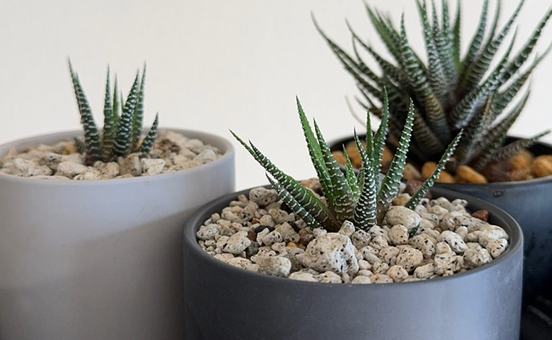 Foto de plantas que precisam de pouca agua 08 - 11