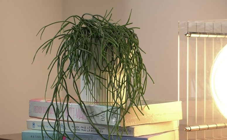Foto de plantas que precisam de pouca agua 09 - 12