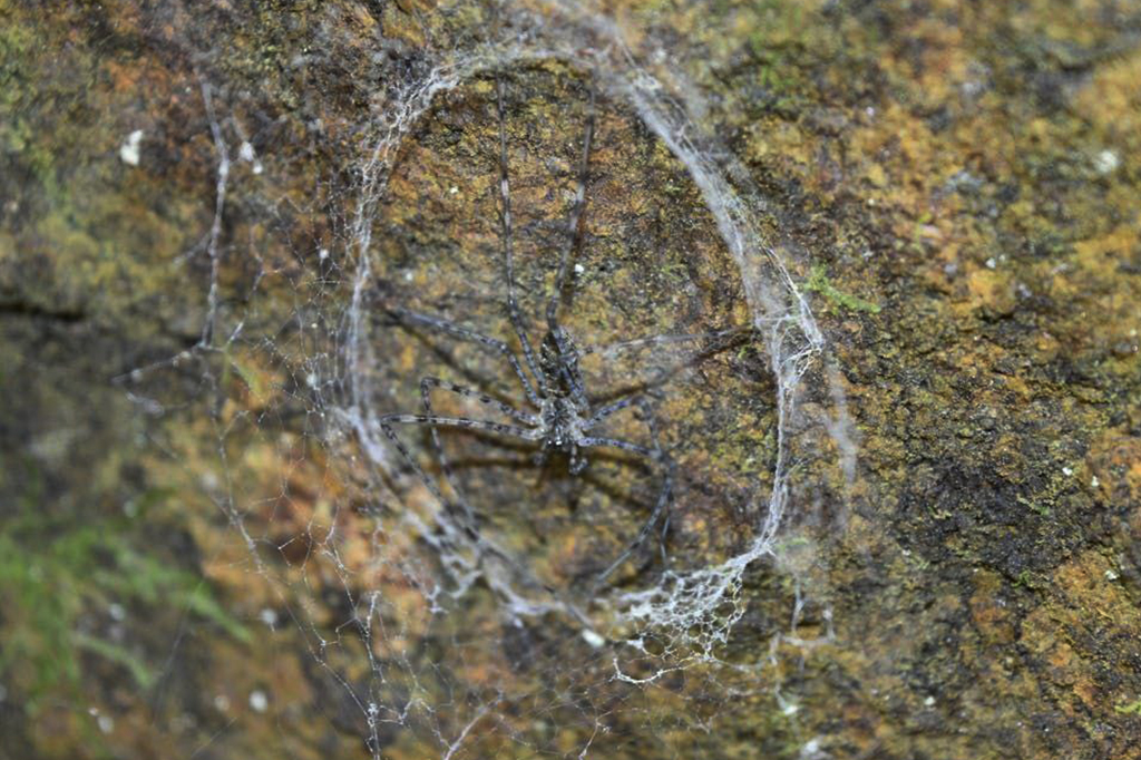 1710-Aranhas-Layout_Site5 Fotografia de uma aranha-abajur em sua teia característica entre rochas.