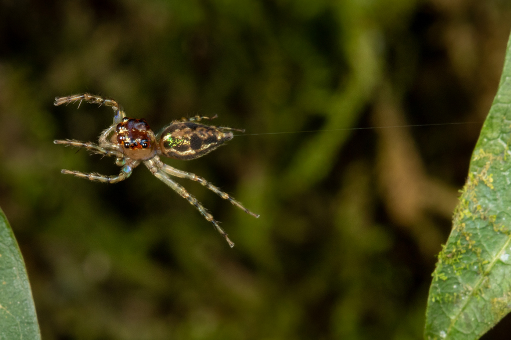 1710-Aranhas-Layout_Site4 Fotografia de uma aranha saltadora usa uma corda de segurança de seda ao dar um salto arriscado.
